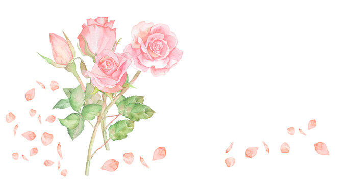 背景が透明な水彩バラの花束イラスト　カード　贈り物　ローズ　壁紙