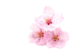 Naklejka na ściany i meble Cherry blossom isolated on white background. sign of spring. copy space.