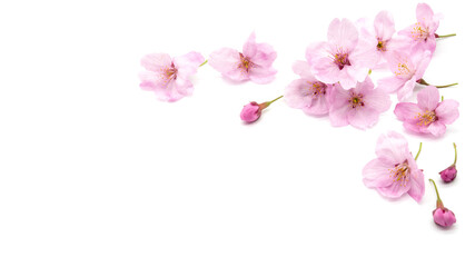 Fototapeta na wymiar Cherry blossom isolated on white background. sign of spring. copy space.