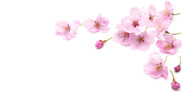 Cherry blossom isolated on white background. sign of spring. copy space.