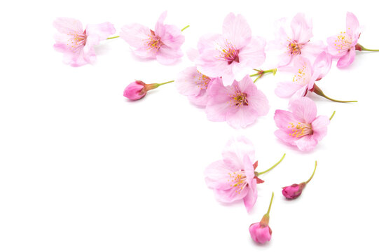 Cherry blossom isolated on white background. sign of spring. copy space.