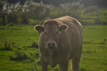 cow in the field