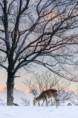 雪原と日本の鹿 / Snowfield and Japanese Deer