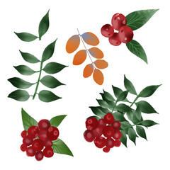 Various fresh fruit drawing watercolor with leaf and branch, png format.