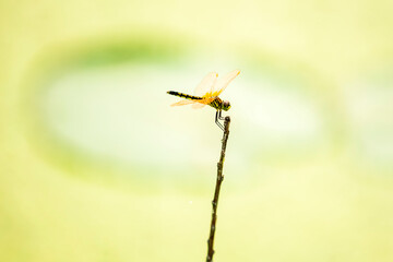 Lotuses and dragonfly, Lotus flower on the water