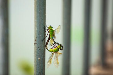 Lotuses and dragonfly, Lotus flower on the water