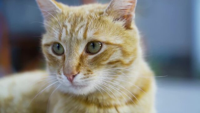 A red-haired cat is lying on a blue tile, in the summer at the dacha.