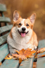 Close up portrait of happy welsh corgi pembroke breed dog lying on bench with fallen leaves at autumn nature