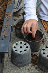 Child’s hand planting a seed in a pot.