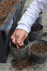 Child’s hand planting a seed in a pot.