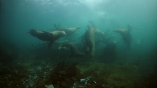 Seals underwater of Sea of Okhotsk. Family of northern sea lion marine mammal animal underwater in muddy cold water wild nature. Concept of pinniped animals underwater.
