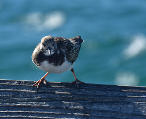 bird on the pier 