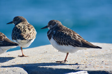 birds on the pier 