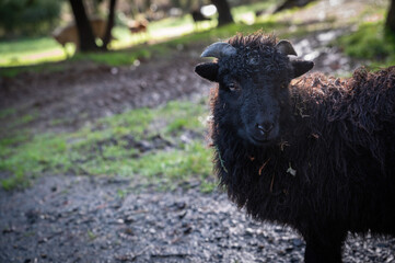 portrait of a small black sheep