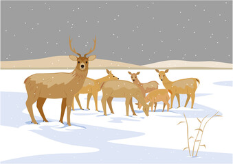 冬の雪原とエゾシカたち01