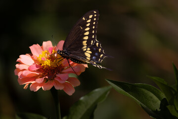 A Beautiful black eastern tiger swallowtail feasting on a orange zinnia elegans.