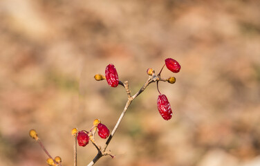 겨울철에 보는 빨갛게 익은 산수유 열매