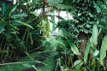 Obraz premium SONY DSC plants at the garden in Ubud,bali