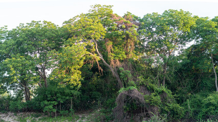 PANORAMA huge Lush crown tall trunk of jungle evergreen forest green yellow trees sky BACKGROUND. Summer Day Time Wallpaper View LANDSCAPE morning sunshine