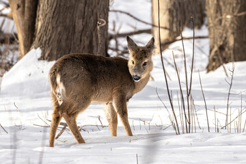 Adorable fluffy White Tailed Deer (Odocoileus virginianus) fawn chewing sticks.  Juvenile cervid feeding in the cold Minnesota winter