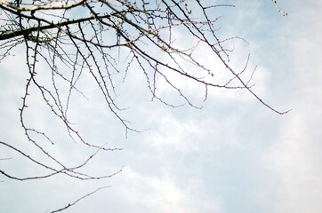 tree branch isolated