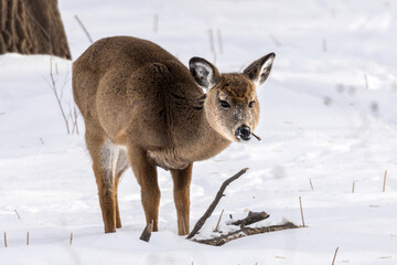 The Fluffiest Fawn, Foraging for Food. Juvenile White-tailed Deer (Odocoileus virginianus) munching...