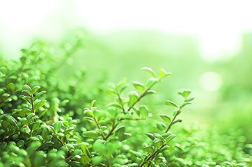 tree branch isolated