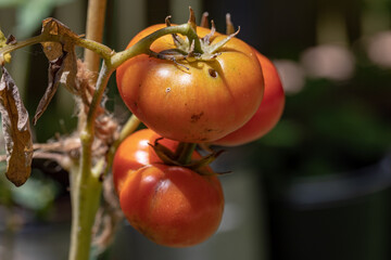 Red tomato with holes from insects, macro. Focus on the first one, back is blurred. Damaged imperfect harvest.