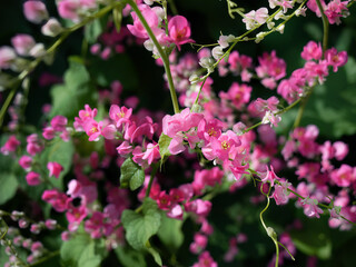 Small pink flowers Antigonon leptopus Hook, Tigon flowers, small ivy, Pink vine flowers, Mexican creeper, Chain of love, Creeper Flower, Coral vine, Heart shape, triangle, selective focus, wallpaper