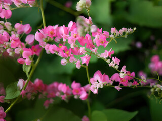 Small pink flowers Antigonon leptopus Hook, Tigon flowers, small ivy, Pink vine flowers, Mexican creeper, Chain of love, Creeper Flower, Coral vine, Heart shape, triangle, selective focus, wallpaper