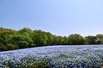 【埼玉県滑川町】国営武蔵丘陵森林公園 ネモフィラ花壇