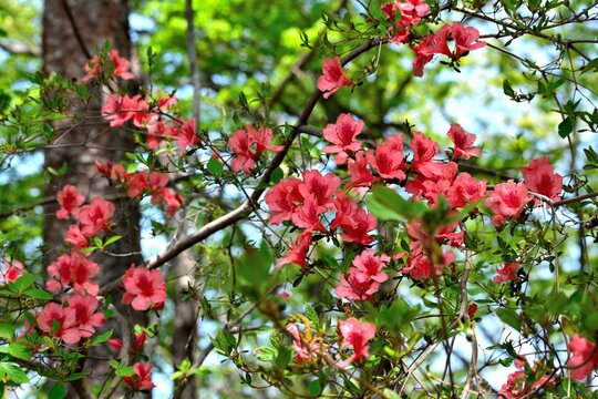 赤いヤマツツジの花アップ