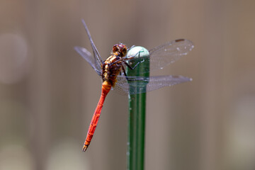 Red dragonfly on a twig, close up, focus on the eyes, background is blurred.