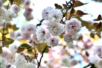 福禄寿 見事な八重桜 薄ピンクの花