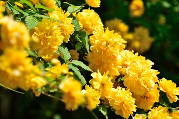 色鮮やかな八重咲きヤマブキの花