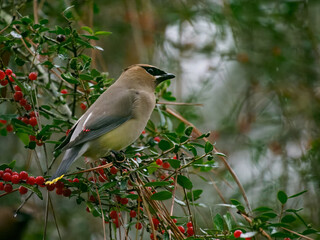Cedar Waxwing Bird in a Yaupon Holly with Red Berries