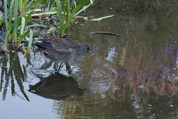 Dusky Moorhen Taken In Summer In Nearby Wetlands Melbourne