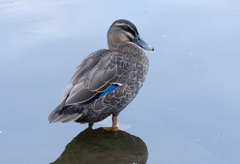 Pacific Black Duck Photo Taken In Summer With Zoom Lens