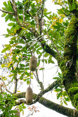 Kigelia is a genus of flowering plants in the family Bignoniaceae. The genus consists of only one species, Kigelia africana, which occurs throughout tropical Africa.