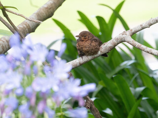 A young blackbird (terdus merula) with downy feathers sits perched on a branch