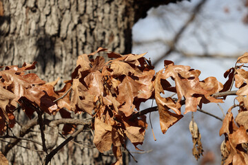 autumn leaves on the tree