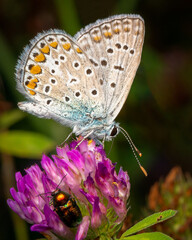 Macrophotography of a Common Blue Butterfly (Polyommatus icarus) on a flower. Extremely close-up and details.