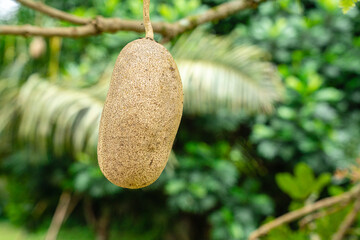 Kigelia is a genus of flowering plants in the family Bignoniaceae. The genus consists of only one species, Kigelia africana, which occurs throughout tropical Africa.