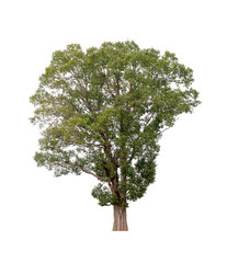 Obraz premium Isolated single tree greenery botanical