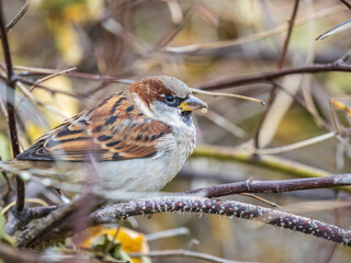 Sparrow sits on a branch without leaves.