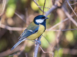Cute bird Great tit, songbird sitting on the branch with blured background