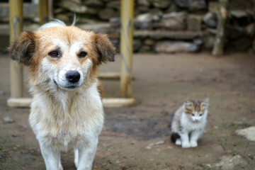 Naklejka na ściany i meble Little Kitten and Dog are two best Friend