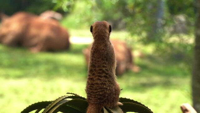 Cute african small mongoose, meerkat, suricata suricatta on sentry duty, standing on its hind legs, perch on a high point, guarding the perimeter, selective focus close up shot with copy space.