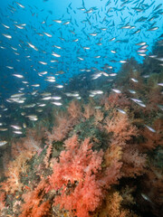 연산호와 자은 물고기 무리 - Soft coral and a group of small fish