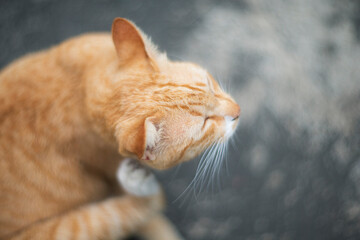Two cats playing in the garden. Selective focus on cat.